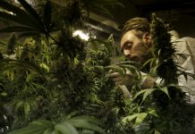 [LISTEN] Marijuana in SA: Is it really legal?
