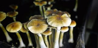 Scans have been used to compare brain activity between people who took psilocybin