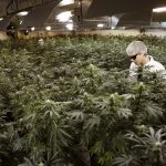 Dagga grower Ryan Douglas waters plants at Tweed Marijuana Inc in Canada. Earlier this month