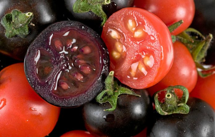 Some genetically engineered tomatoes contain high levels of the antioxidant anthocyanin