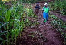 A field of maize devastated by Cyclone Idai