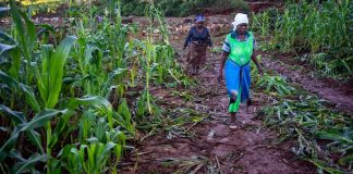 A field of maize devastated by Cyclone Idai
