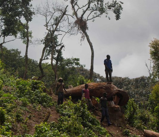 A man looks out over a newly cleared area of forest at Kahuzi-Biéga national park near Bukavu, Democratic Republic of the Congo. (Kate Holt, The Guardian)