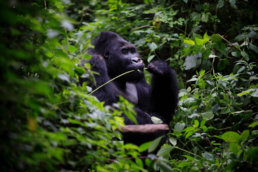Eastern lowland gorillas can only be found in two places - and one of them has become a battleground. (Kate Holt, The Guardian)