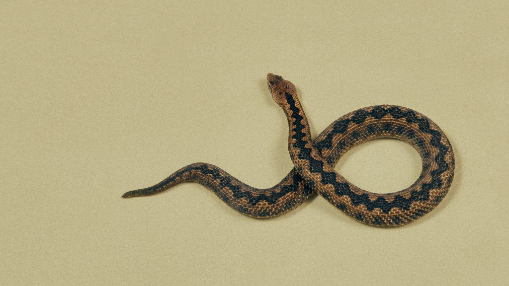 Snake on laboratory floor