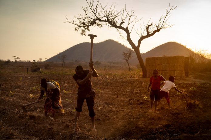 A family working in Malawi’s tobacco fields.