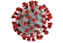 Coronavirus illustration by Center for Disease Control and Prevention (CDC)